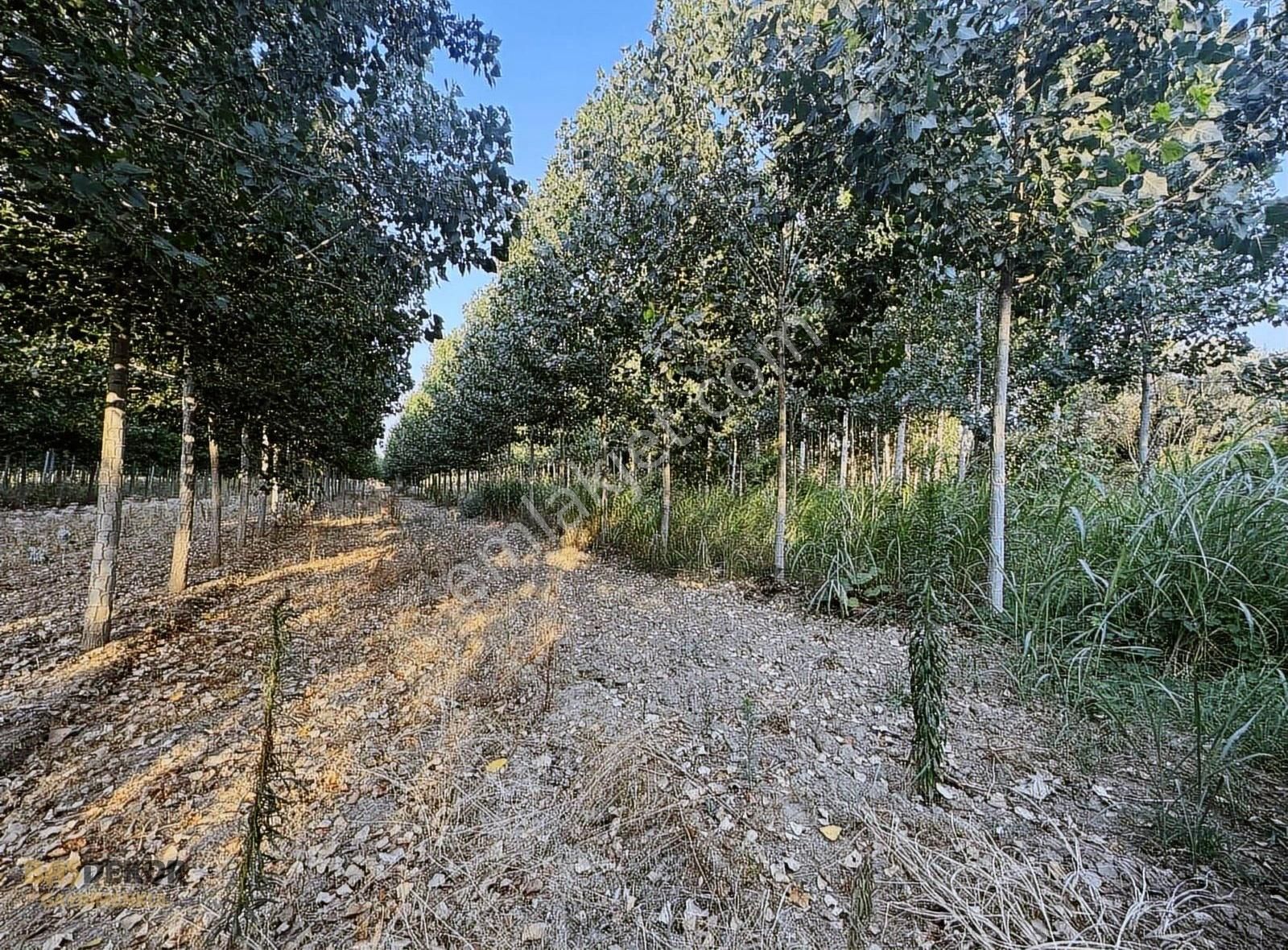 Başdekor Gayrimenkul'den Satılık Kavaklık Tarla - Görsel 10