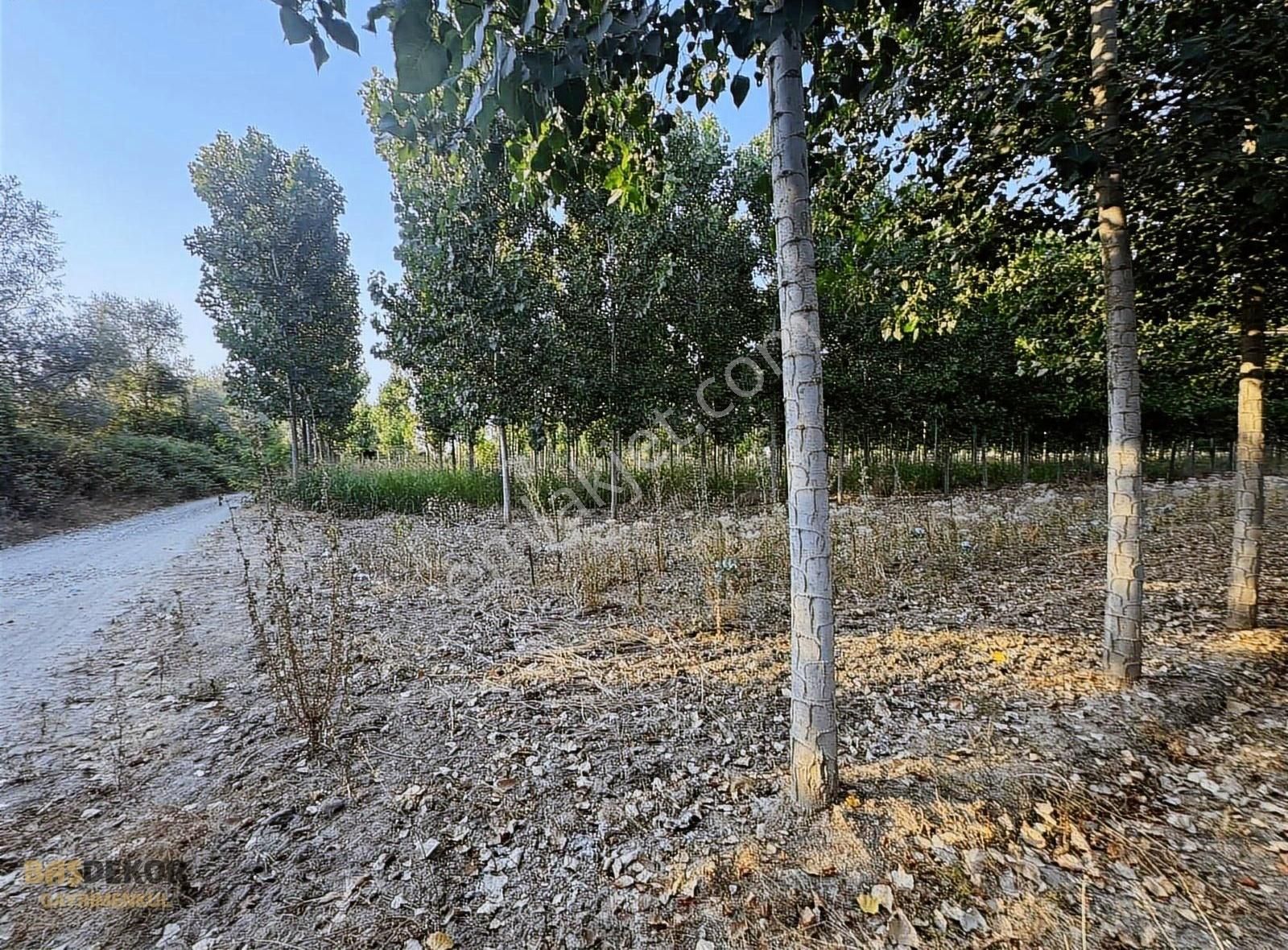 Başdekor Gayrimenkul'den Satılık Kavaklık Tarla - Görsel 4