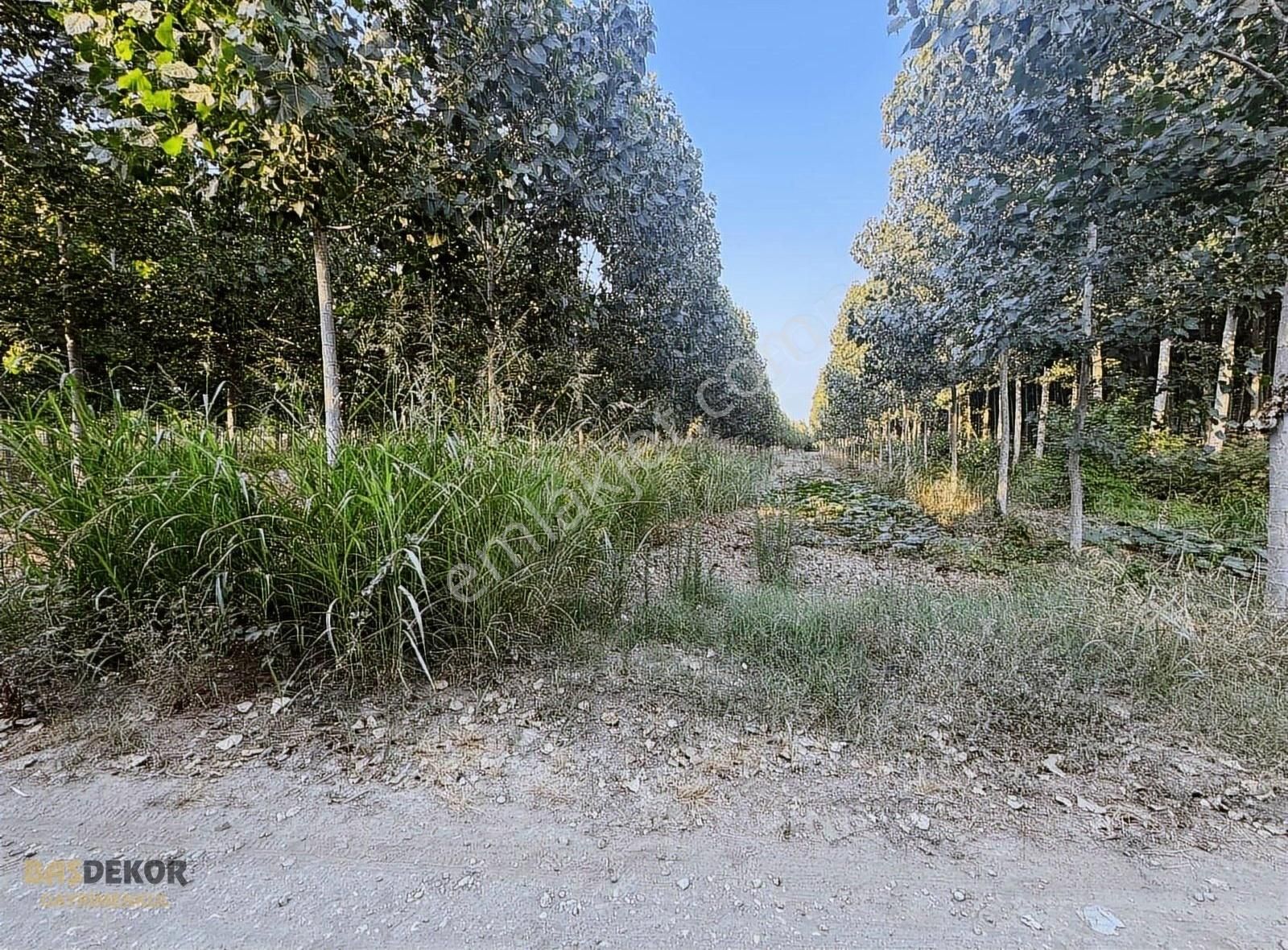 Başdekor Gayrimenkul'den Satılık Kavaklık Tarla - Görsel 9