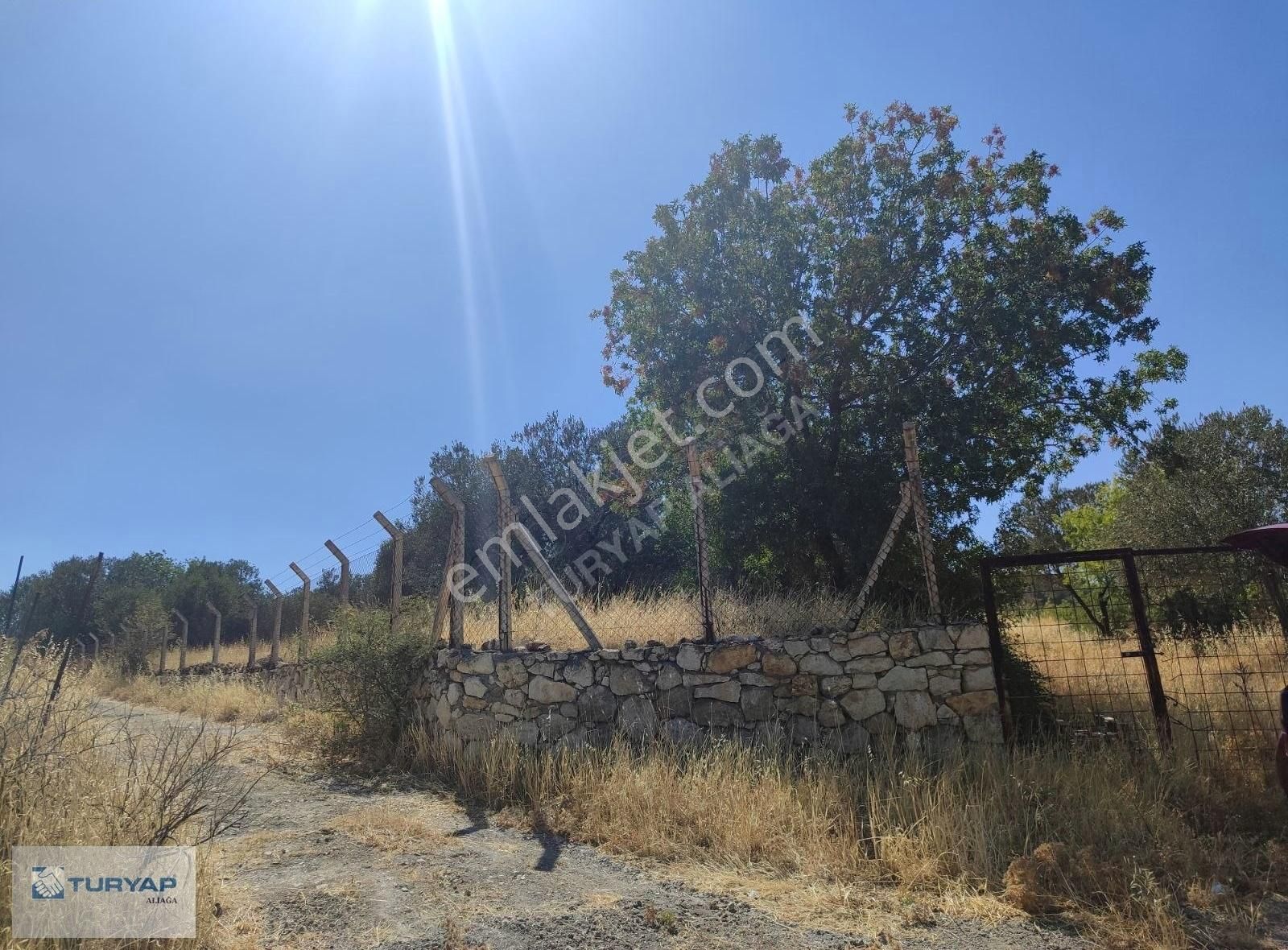 6100 M2 İmar Sınırına Yakın 3 Taraftan Yola Cepheli Zeytinlik