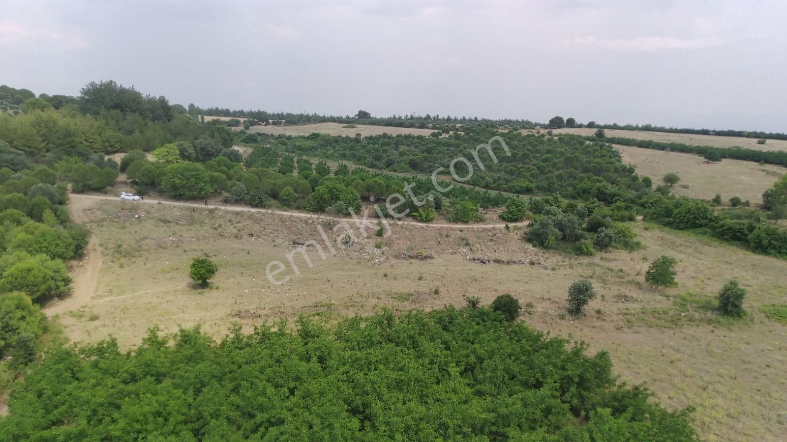 Çanakkale Ezine Çamlıca Yola Cephe Kupon Arazi - Görsel 2