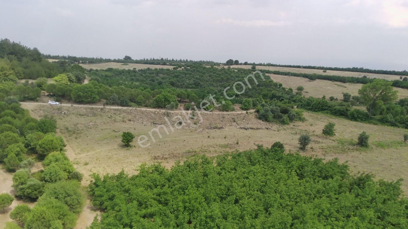 Çanakkale Ezine Çamlıca Yola Cephe Kupon Arazi