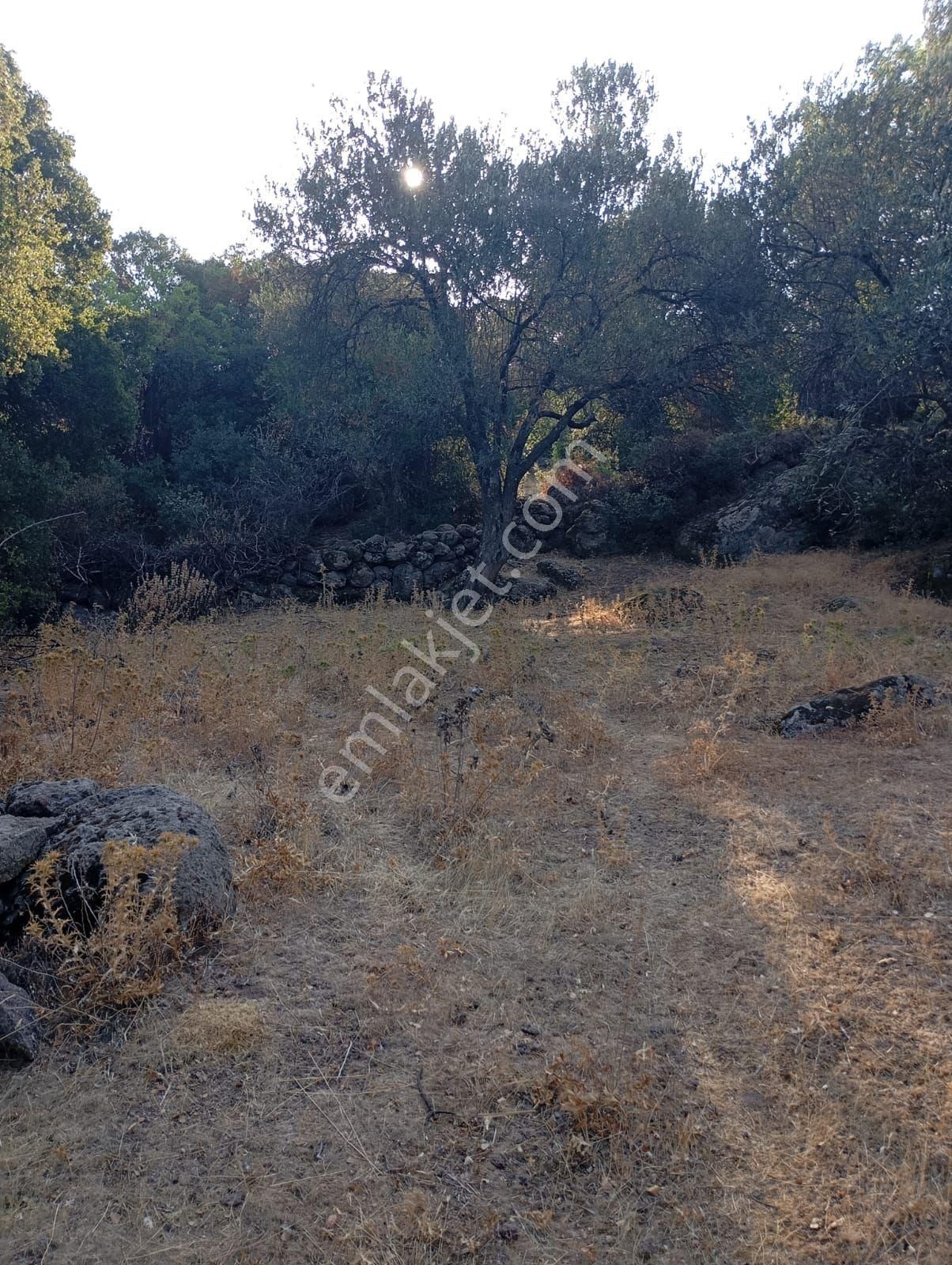 Ays Den Satılık Tarla - Görsel 5