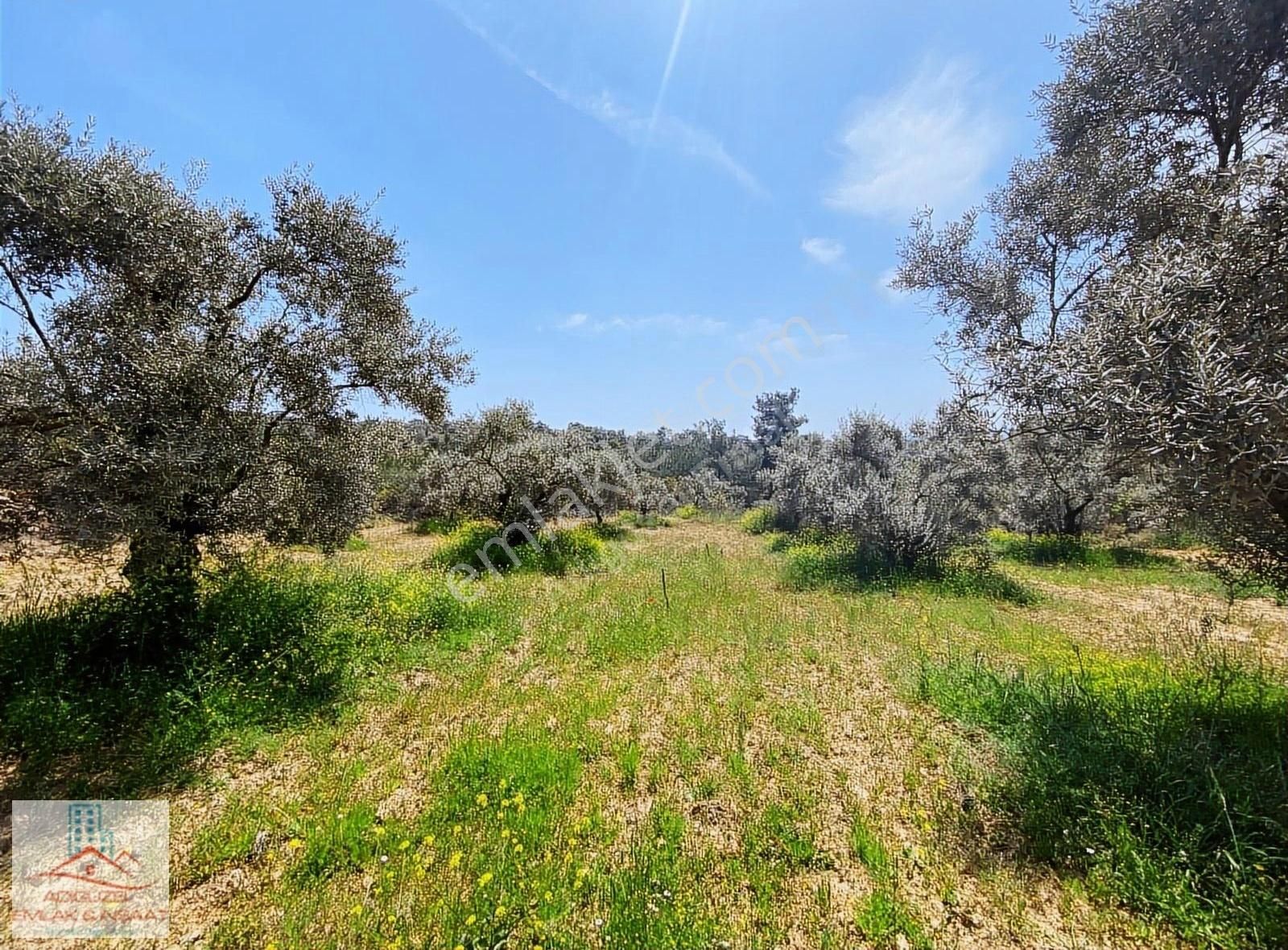 Ormanköy'de Tek Tapu Satılık Fırsat Zeytinlik