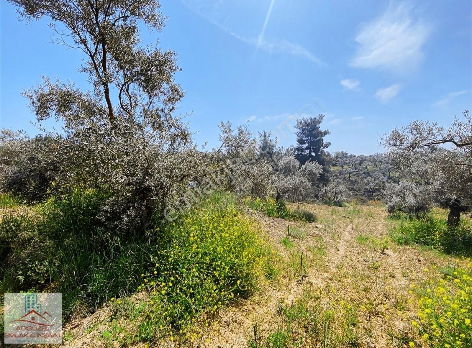 Ormanköy'de Tek Tapu Satılık Fırsat Zeytinlik - Görsel 9