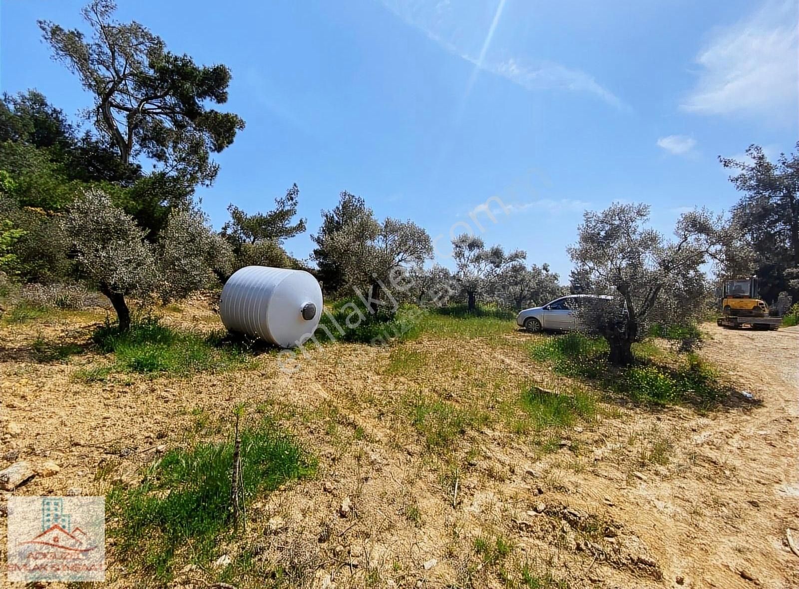 Ormanköy'de Tek Tapu Satılık Fırsat Zeytinlik - Görsel 5