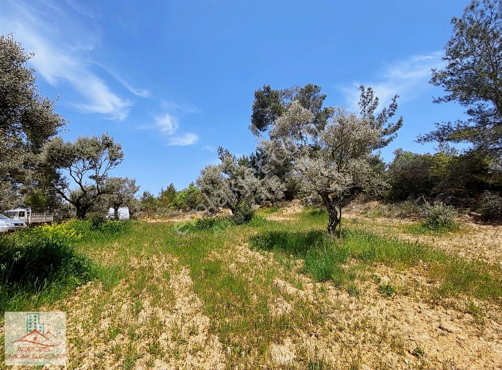Ormanköy'de Tek Tapu Satılık Fırsat Zeytinlik - Görsel 10