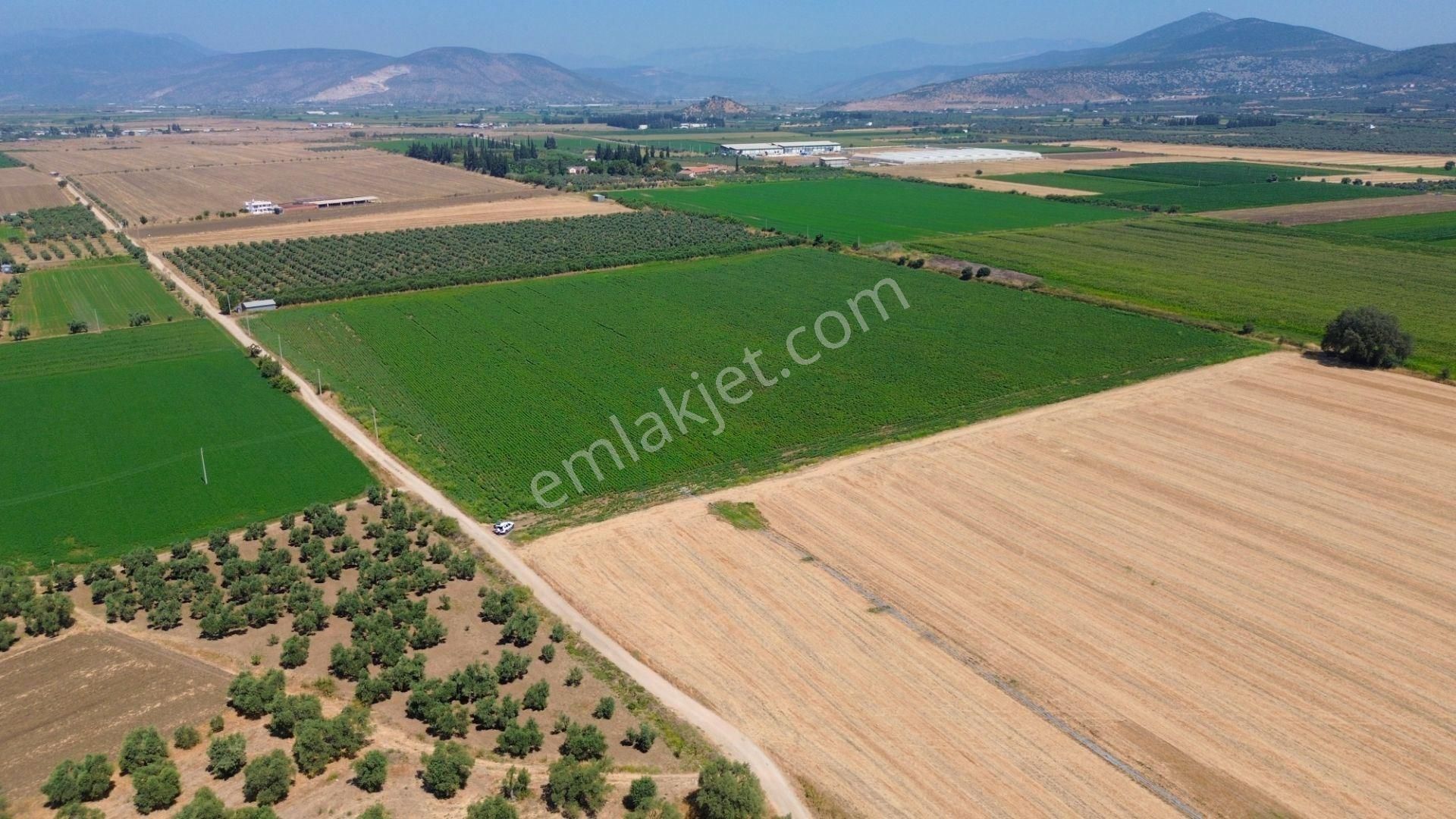 Milas Ağaçlıhöyük'te Satılık 45 Dönüm Verimli Çiftlik Arazisi - Görsel 5
