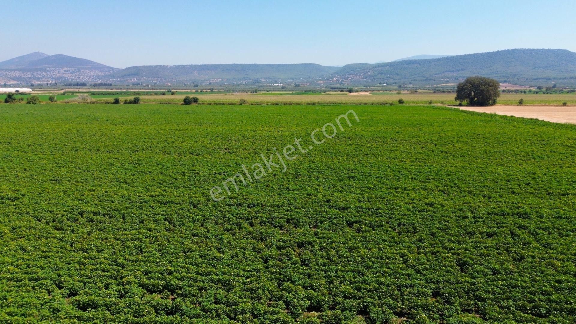 Milas Ağaçlıhöyük'te Satılık 45 Dönüm Verimli Çiftlik Arazisi - Görsel 11