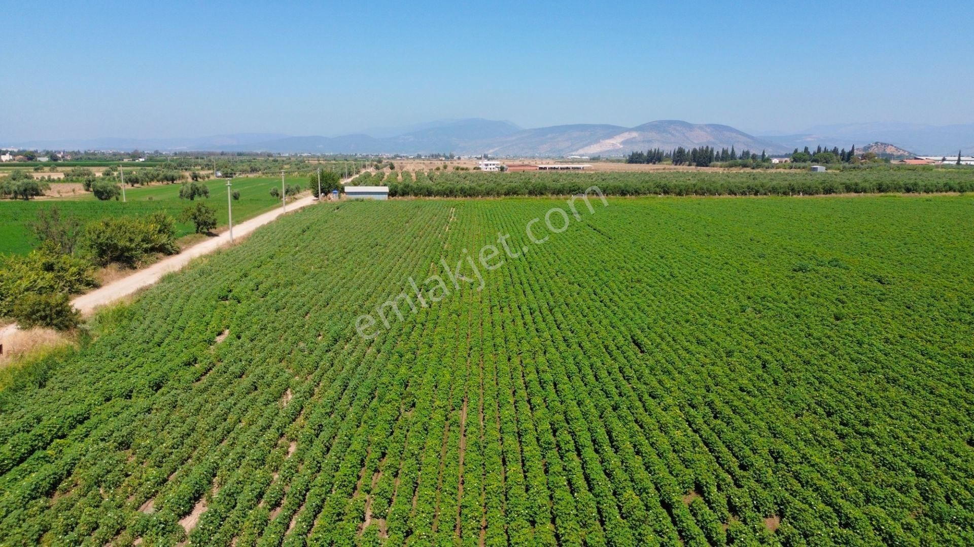 Milas Ağaçlıhöyük'te Satılık 45 Dönüm Verimli Çiftlik Arazisi - Görsel 7