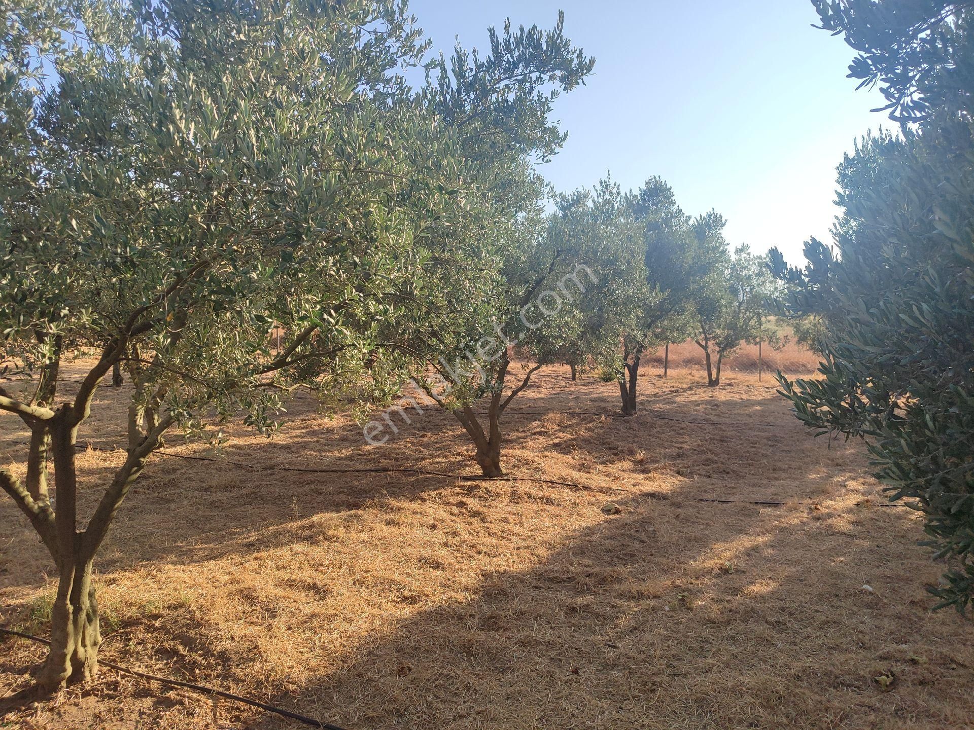 İzmir Tire Sb Emlak Ofisinden Eskioba Mah. Yatırımlık Fırsat Tarla(hobi Bahçesi) - Görsel 3