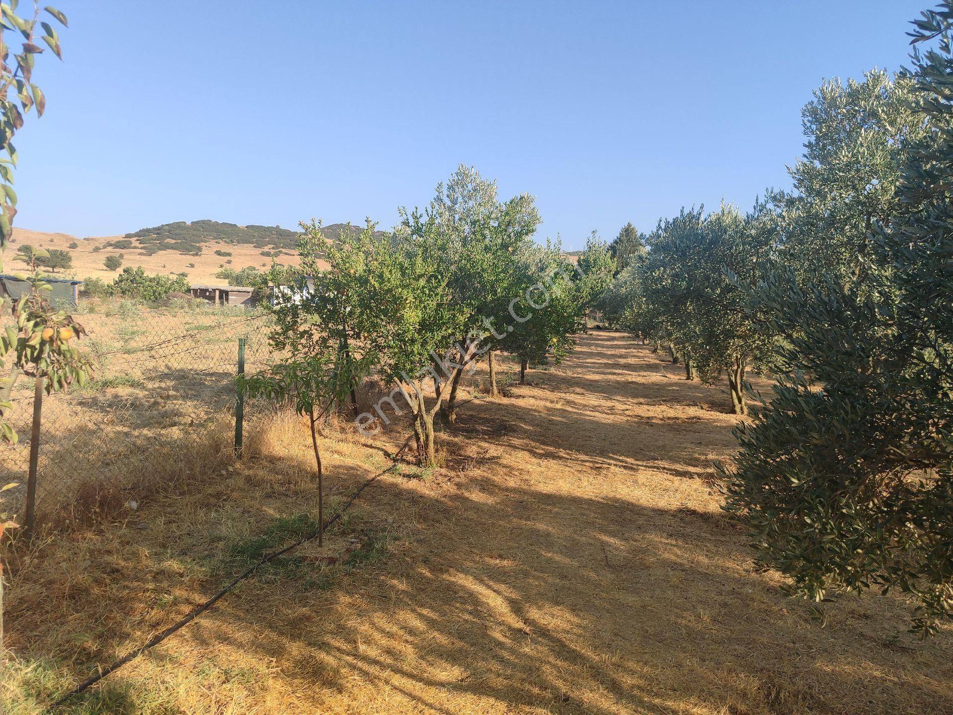 İzmir Tire Sb Emlak Ofisinden Eskioba Mah. Yatırımlık Fırsat Tarla(hobi Bahçesi) - Görsel 4