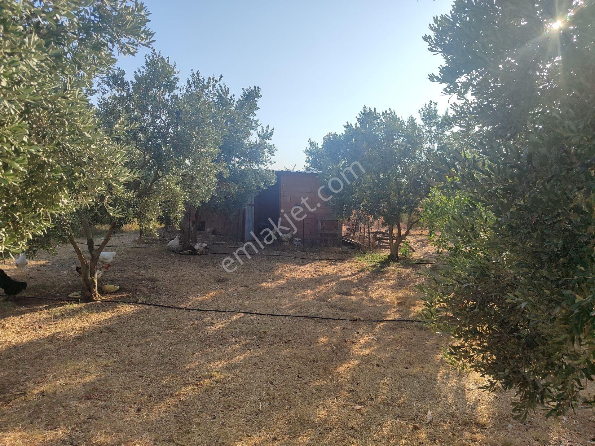 İzmir Tire Sb Emlak Ofisinden Eskioba Mah. Yatırımlık Fırsat Tarla(hobi Bahçesi) - Görsel 5