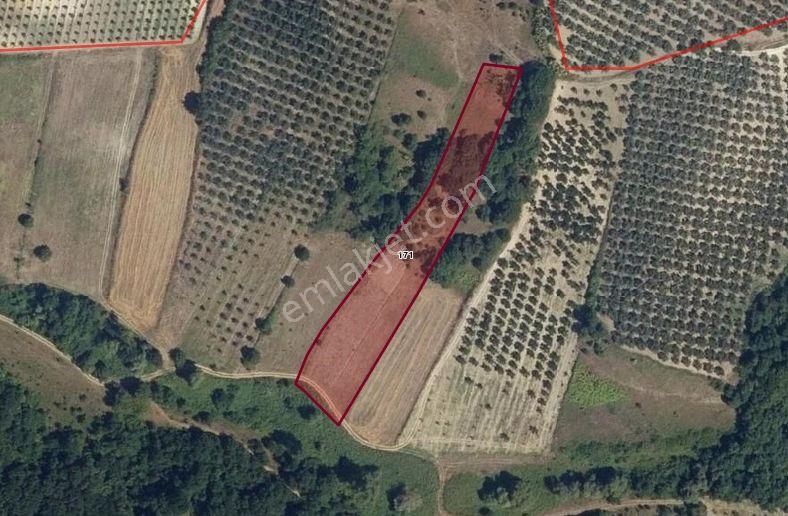 Mudanya Hançerli'de Müstakil Parsel 4800 M2 Satılık Arazi