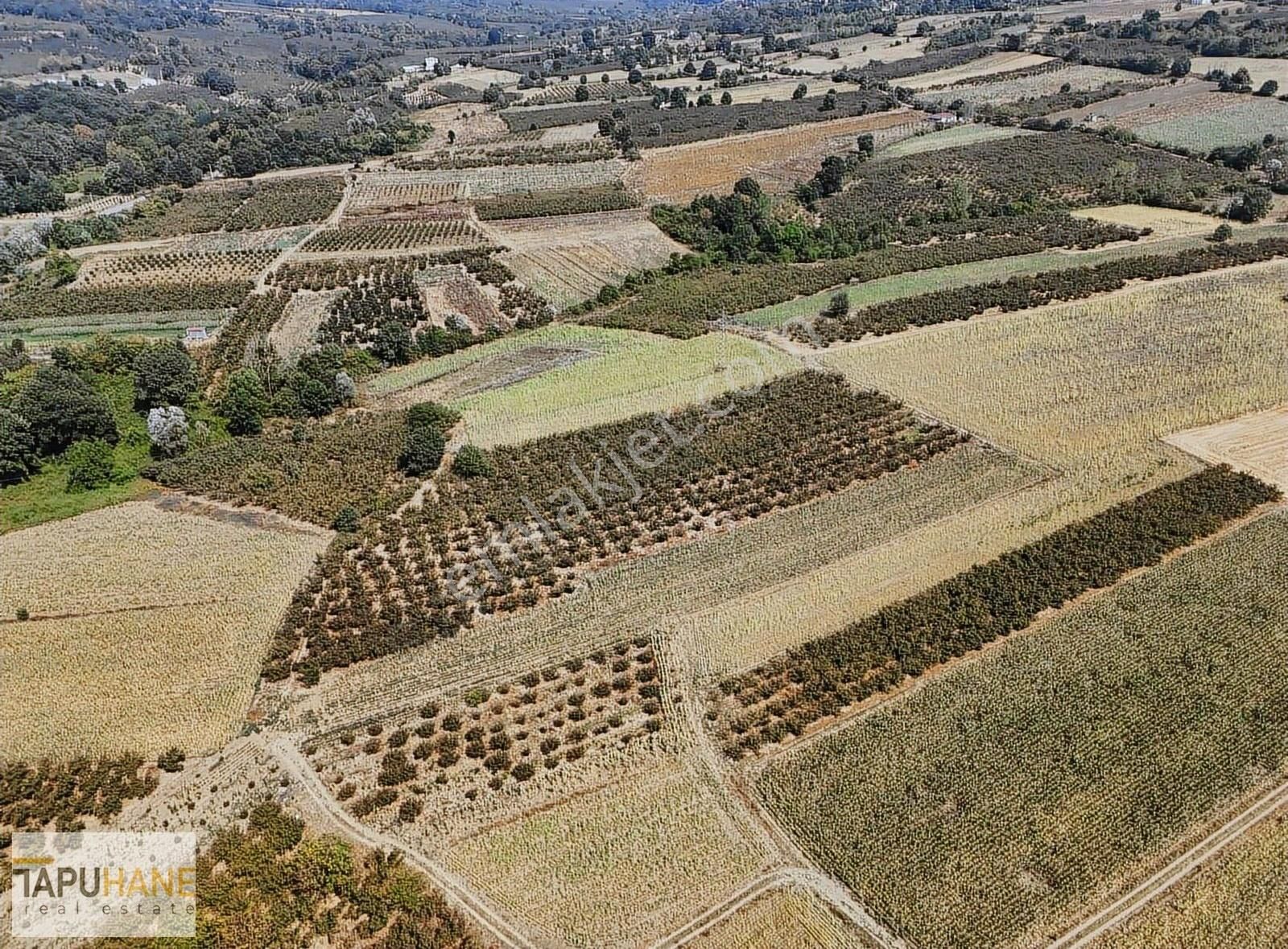 Sakarya Hendek Karatoprak Köyü Satılık 4.443 M2 Tarla - Görsel 13