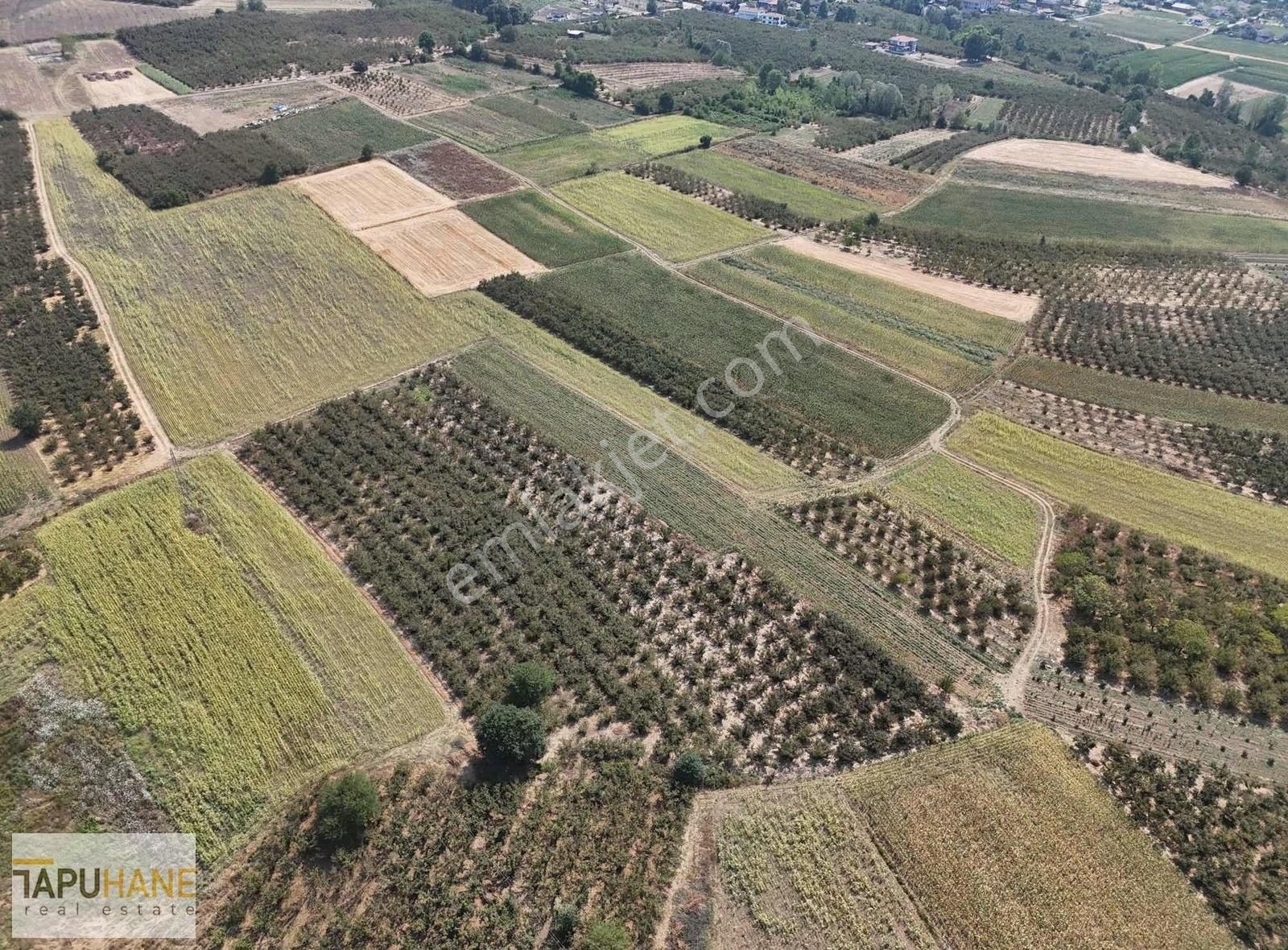 Sakarya Hendek Karatoprak Köyü Satılık 4.443 M2 Tarla - Görsel 16