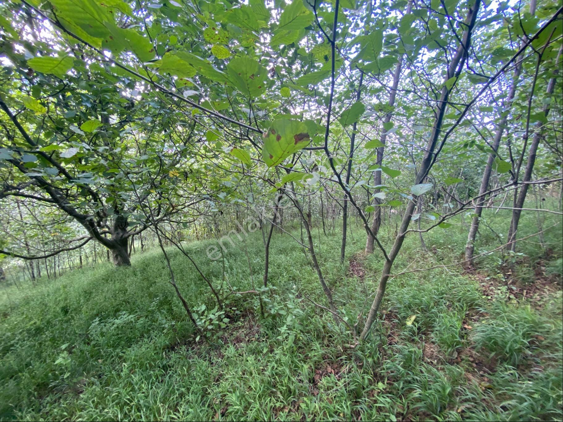 Akçakale De Satılık Arazi - Görsel 10