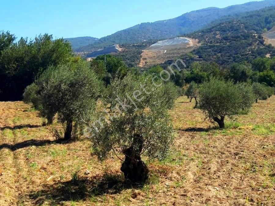 Nazilli Pirlibey'de 6.225m2 Sulu Zeytinlik