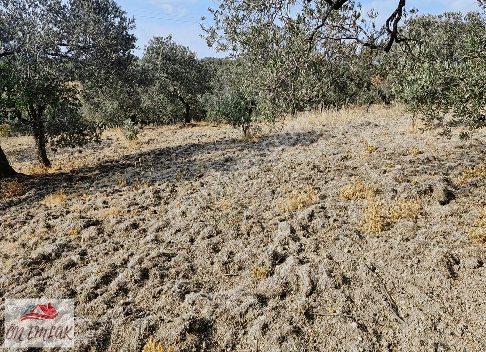 Burhaniye Kızıklıda Deniz Gören Konumuyla 3.356 M2 Zeytinlik! - Görsel 9