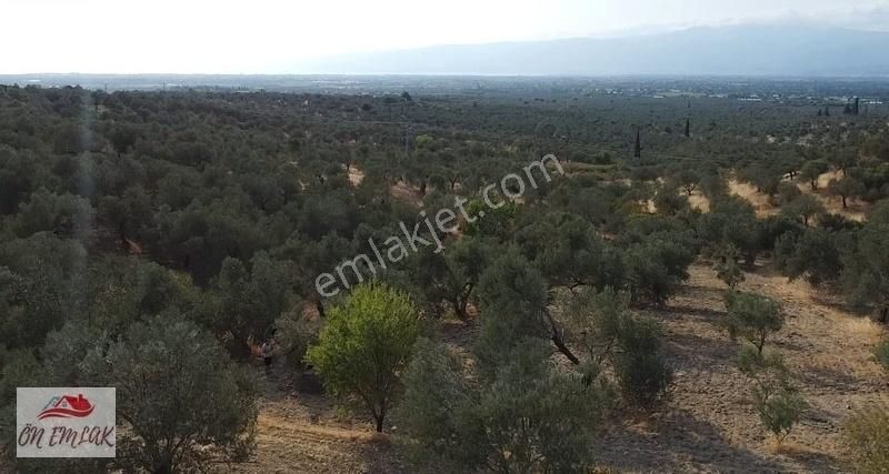 Burhaniye Kızıklıda Deniz Gören Konumuyla 3.356 M2 Zeytinlik! - Görsel 5