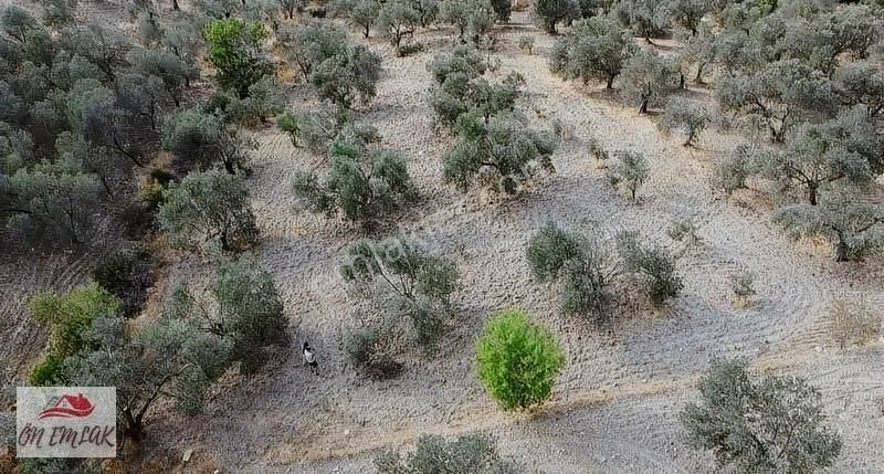 Burhaniye Kızıklıda Deniz Gören Konumuyla 3.356 M2 Zeytinlik! - Görsel 6