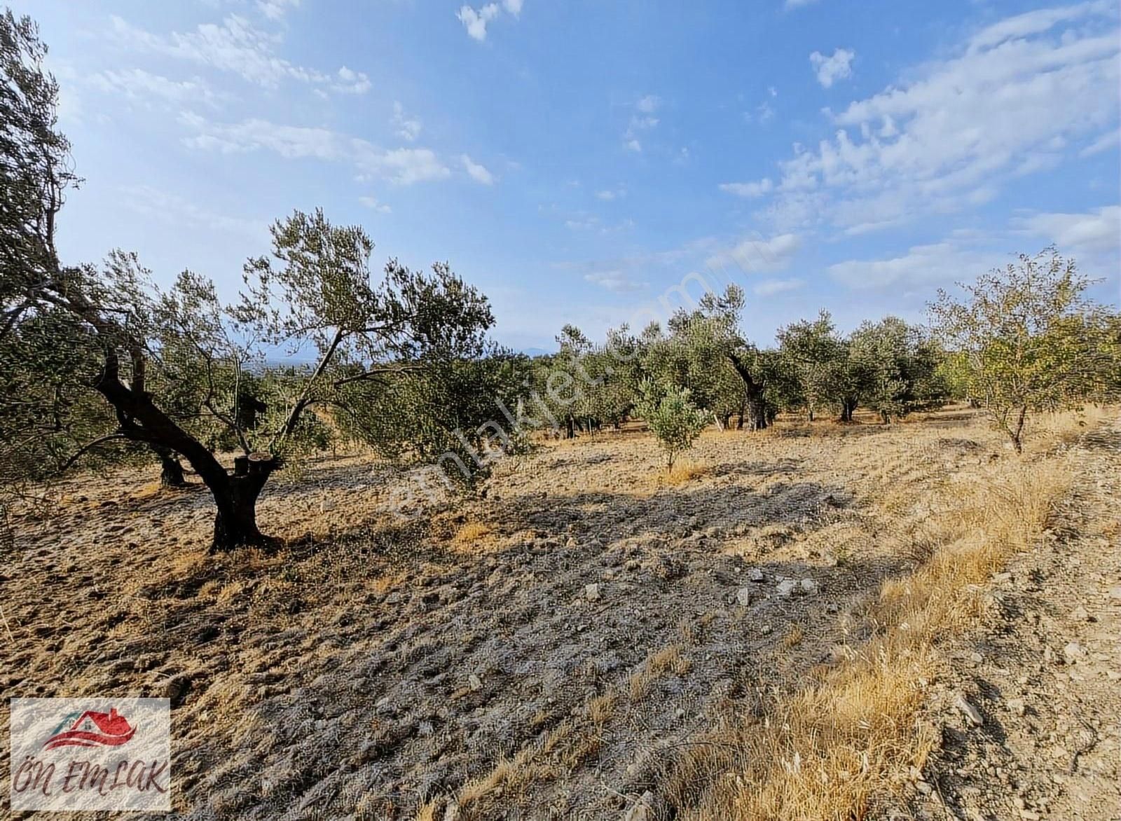 Burhaniye Kızıklıda Deniz Gören Konumuyla 3.356 M2 Zeytinlik! - Görsel 4