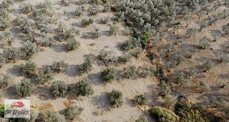 Burhaniye Kızıklıda Deniz Gören Konumuyla 3.356 M2 Zeytinlik! - Görsel 10