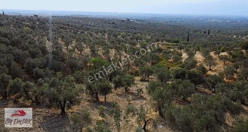 Burhaniye Kızıklıda Deniz Gören Konumuyla 3.356 M2 Zeytinlik! - Görsel 3
