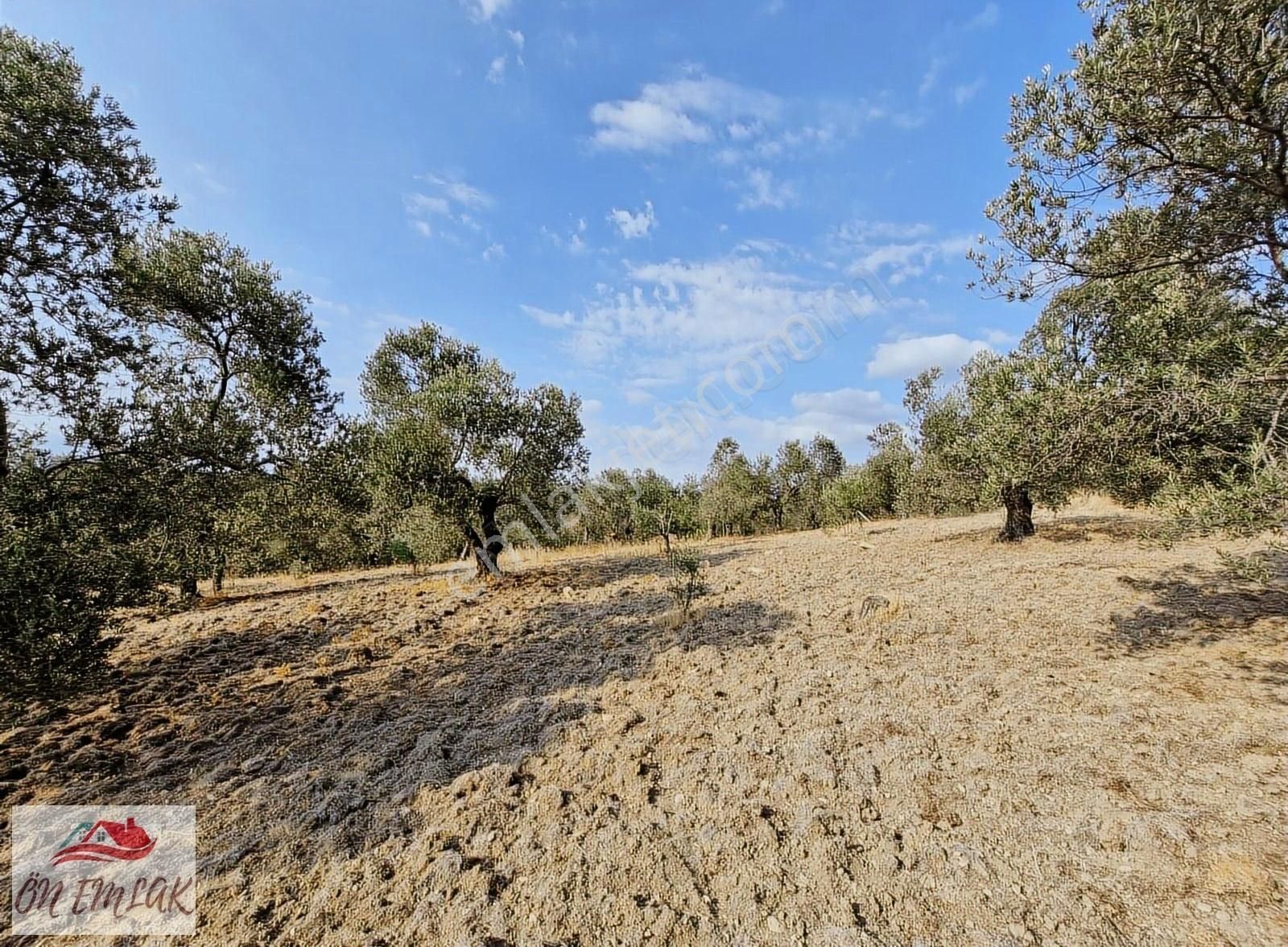 Burhaniye Kızıklıda Deniz Gören Konumuyla 3.356 M2 Zeytinlik! - Görsel 7