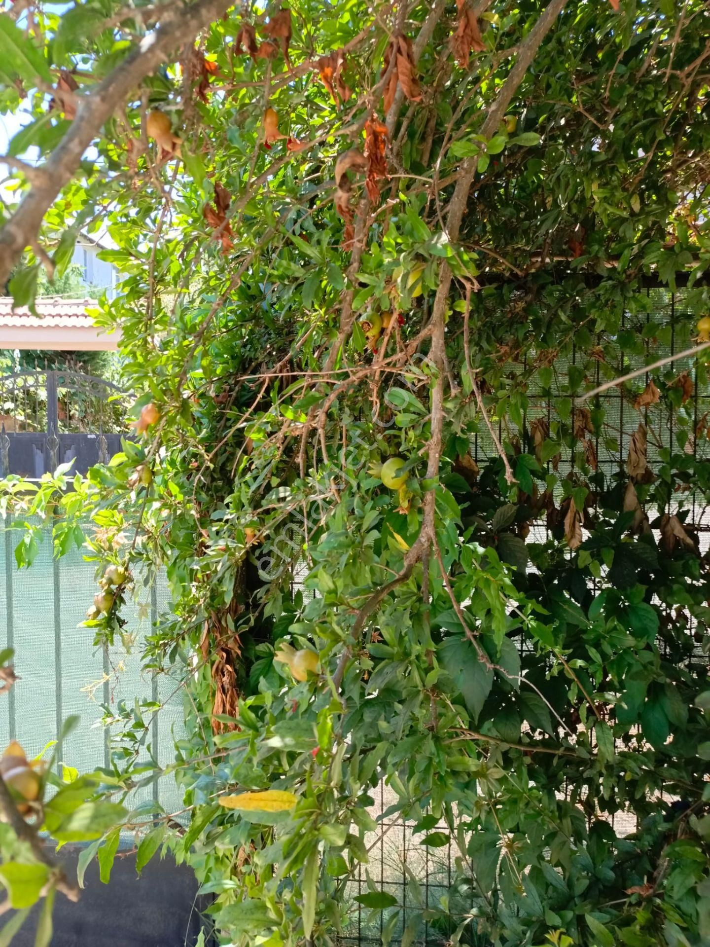 İstanbul'da Bir Tarafı Orman,ilerisi Deniz,müstakil Hayat Tadı. - Görsel 13