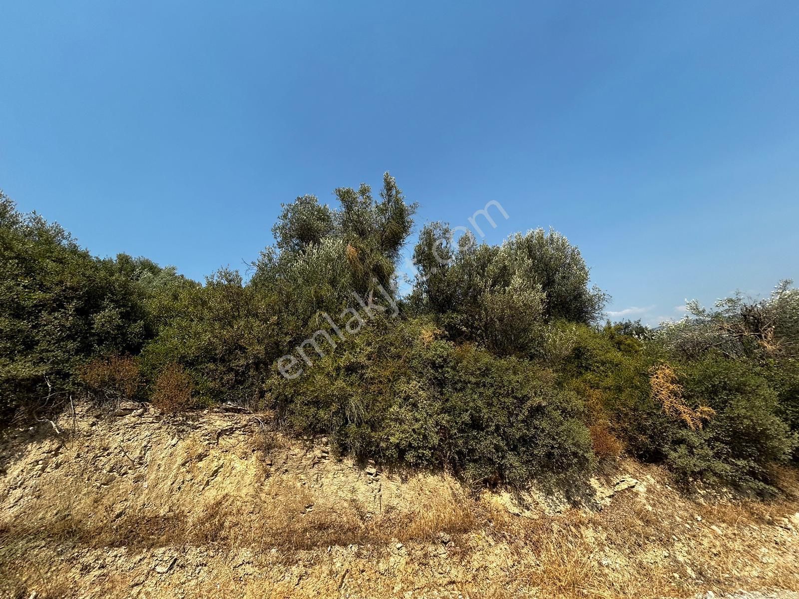 C21 Cius; İznik Ömerli'de Köşe Parsel 49.410 M2 Satılık Arazi - Görsel 7