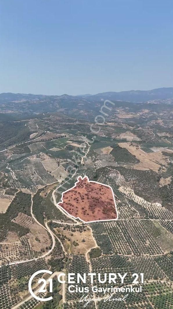 C21 Cius; İznik Ömerli'de Köşe Parsel 49.410 M2 Satılık Arazi - Görsel 3