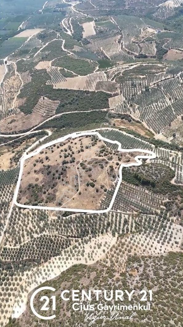 C21 Cius; İznik Ömerli'de Köşe Parsel 49.410 M2 Satılık Arazi - Görsel 2