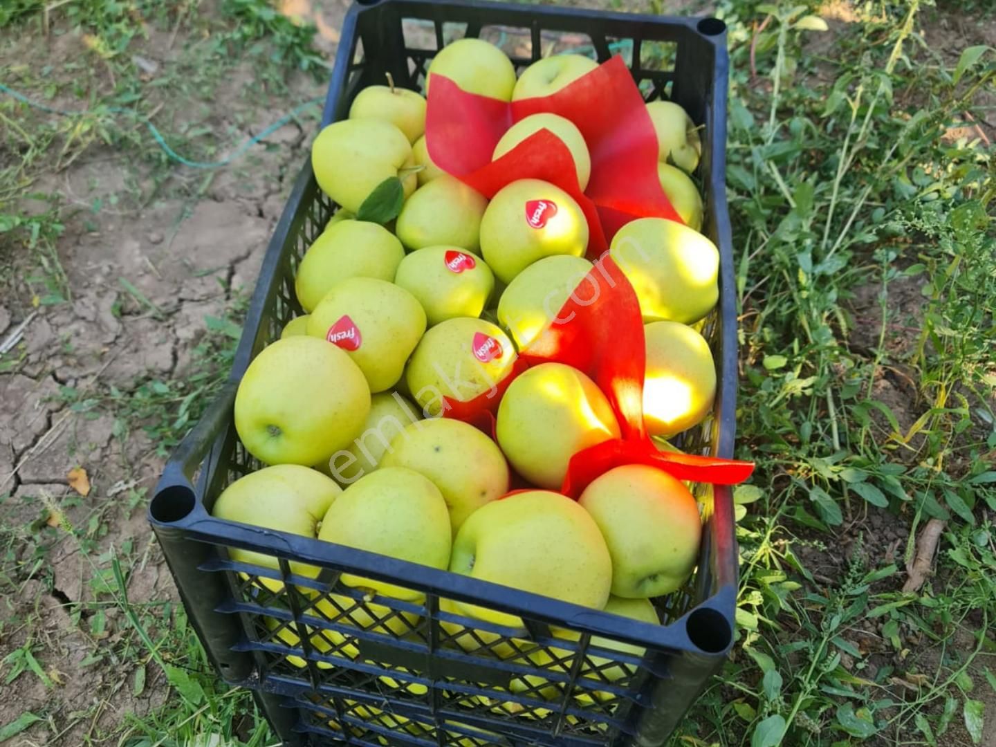 Fed Global / Yeşilhisarda 32.303 M2 Satılık Verimli Elma Bahçesi - Görsel 3