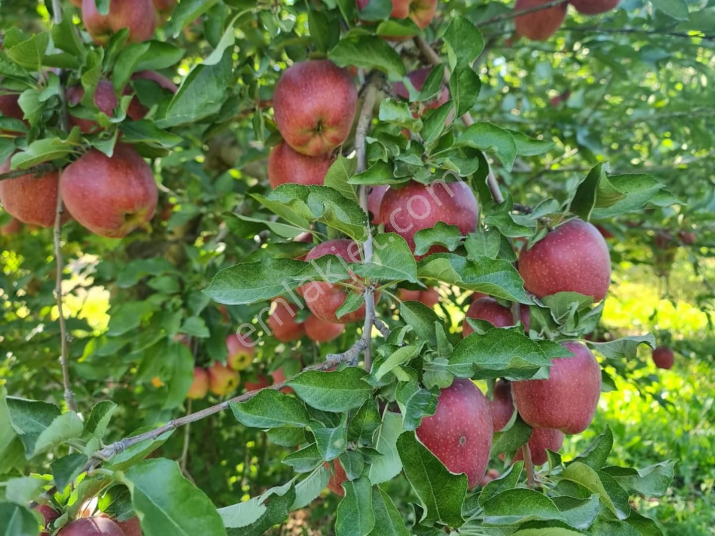 Fed Global / Yeşilhisarda 32.303 M2 Satılık Verimli Elma Bahçesi - Görsel 4