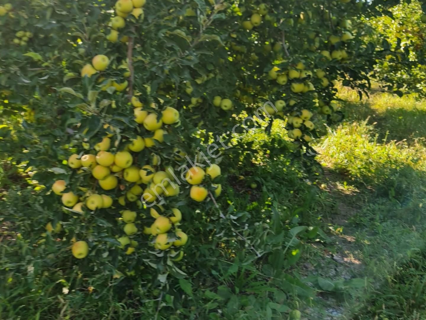 Fed Global / Yeşilhisarda 32.303 M2 Satılık Verimli Elma Bahçesi - Görsel 5