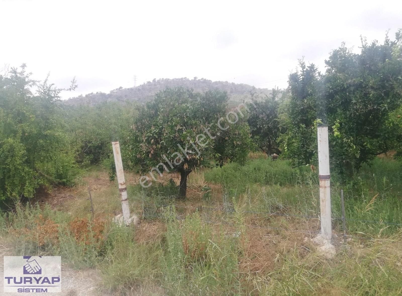 Turyap Sistem'den, Hamzabeyli'de Narenciye Ve Meyve Bahçesi - Görsel 19