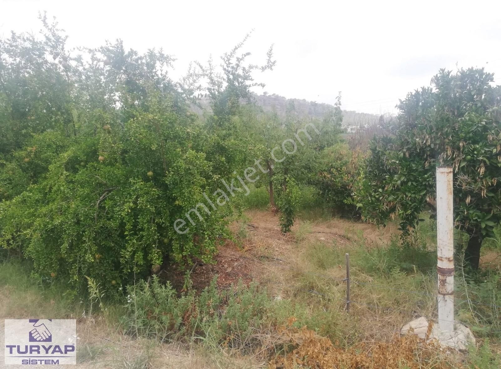 Turyap Sistem'den, Hamzabeyli'de Narenciye Ve Meyve Bahçesi - Görsel 7
