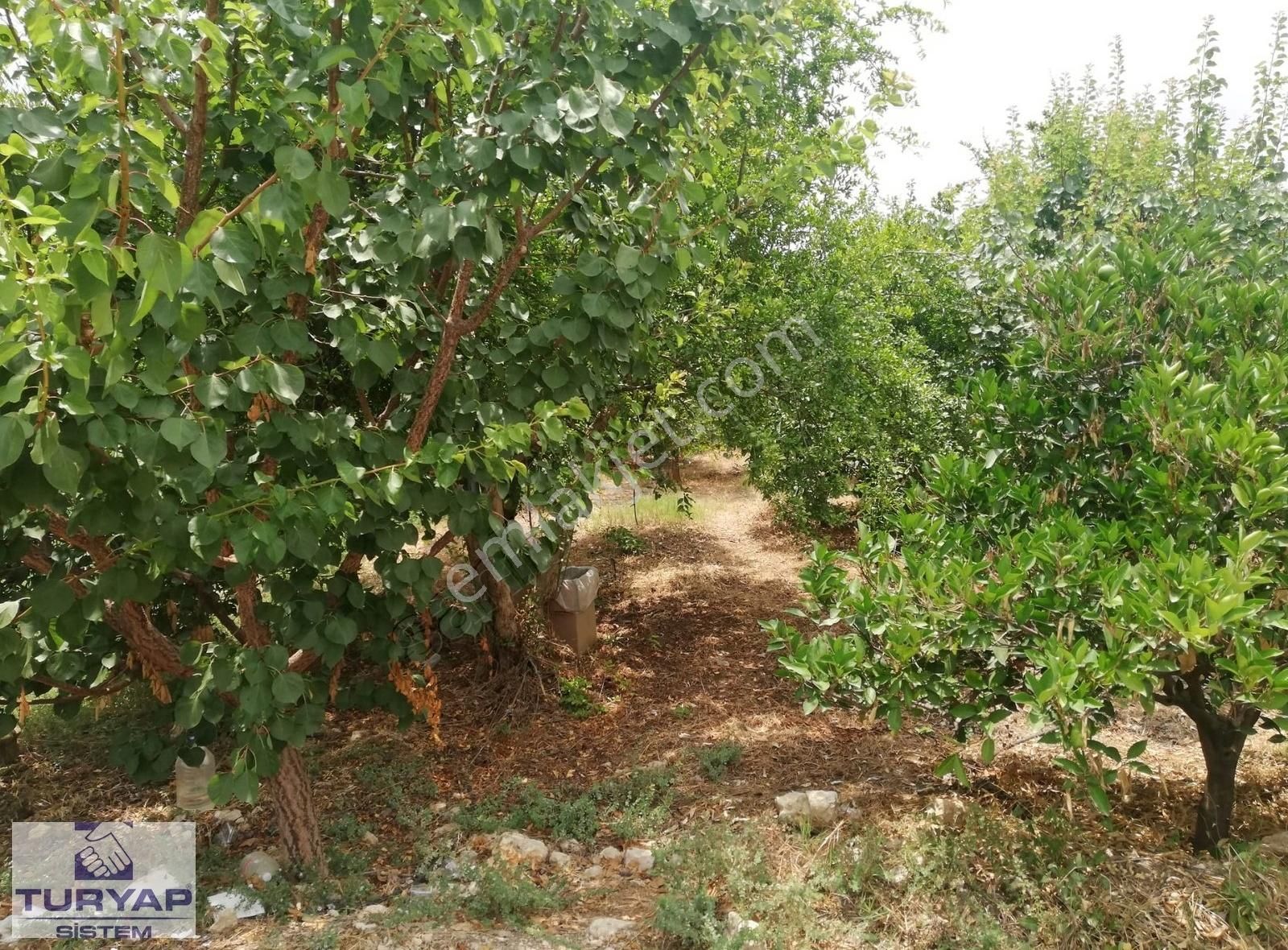 Turyap Sistem'den, Hamzabeyli'de Narenciye Ve Meyve Bahçesi - Görsel 6