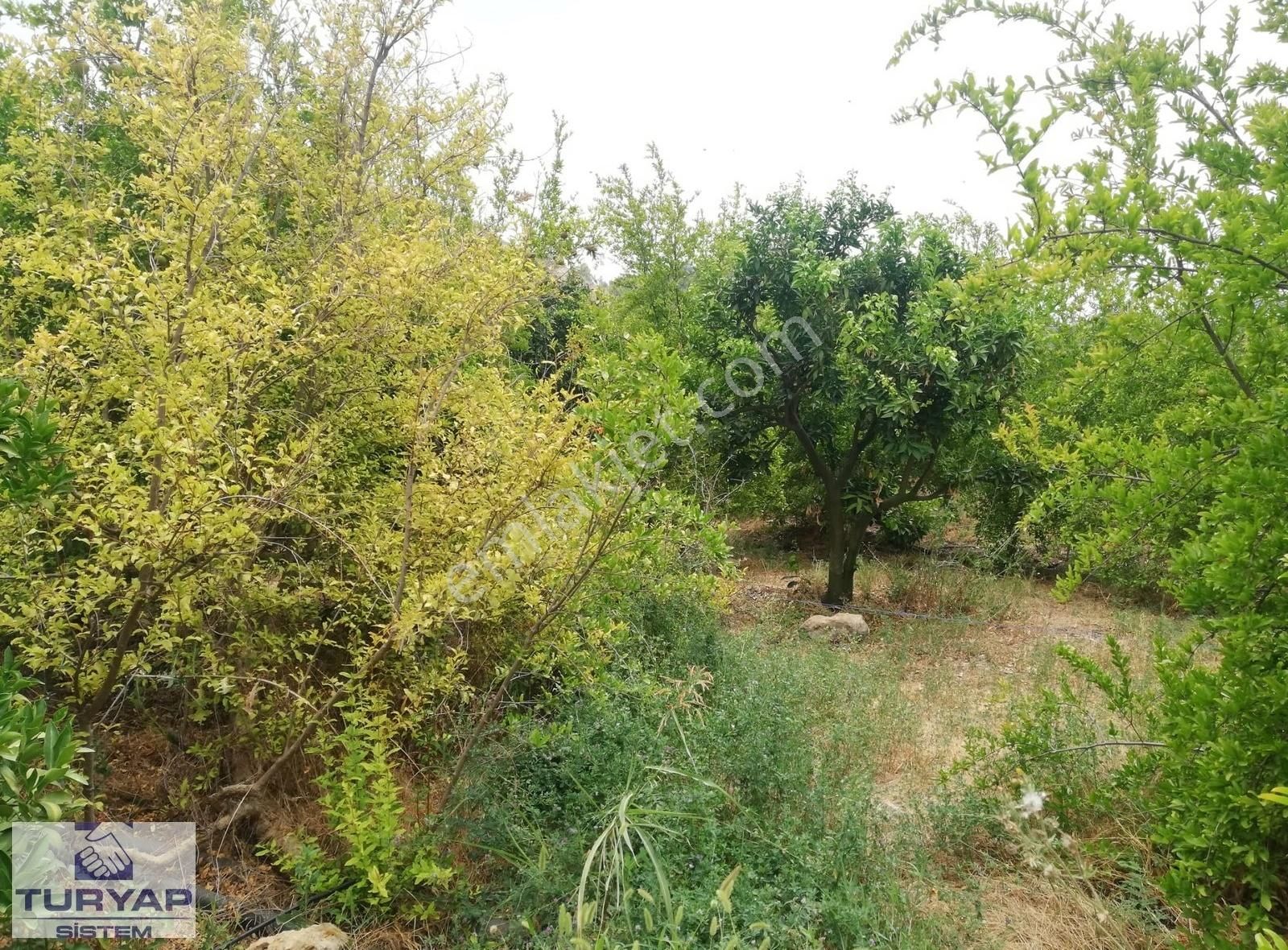 Turyap Sistem'den, Hamzabeyli'de Narenciye Ve Meyve Bahçesi - Görsel 30