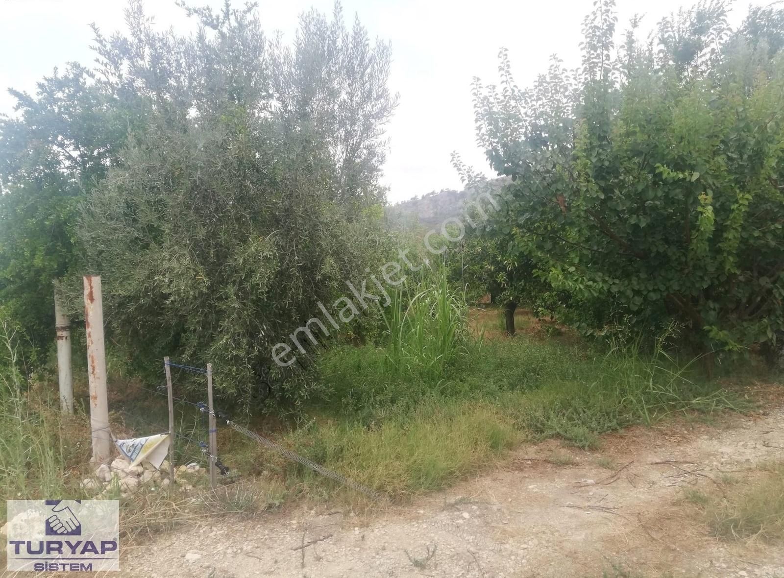 Turyap Sistem'den, Hamzabeyli'de Narenciye Ve Meyve Bahçesi - Görsel 16