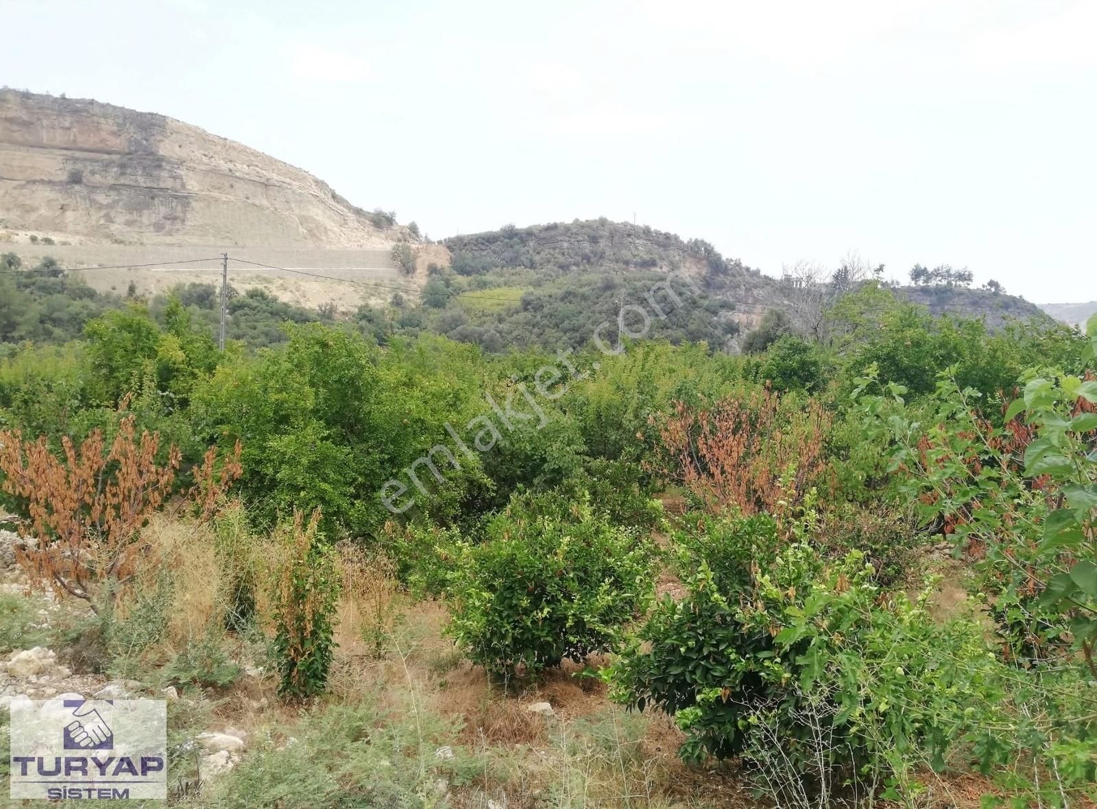 Turyap Sistem'den, Hamzabeyli'de Narenciye Ve Meyve Bahçesi - Görsel 17