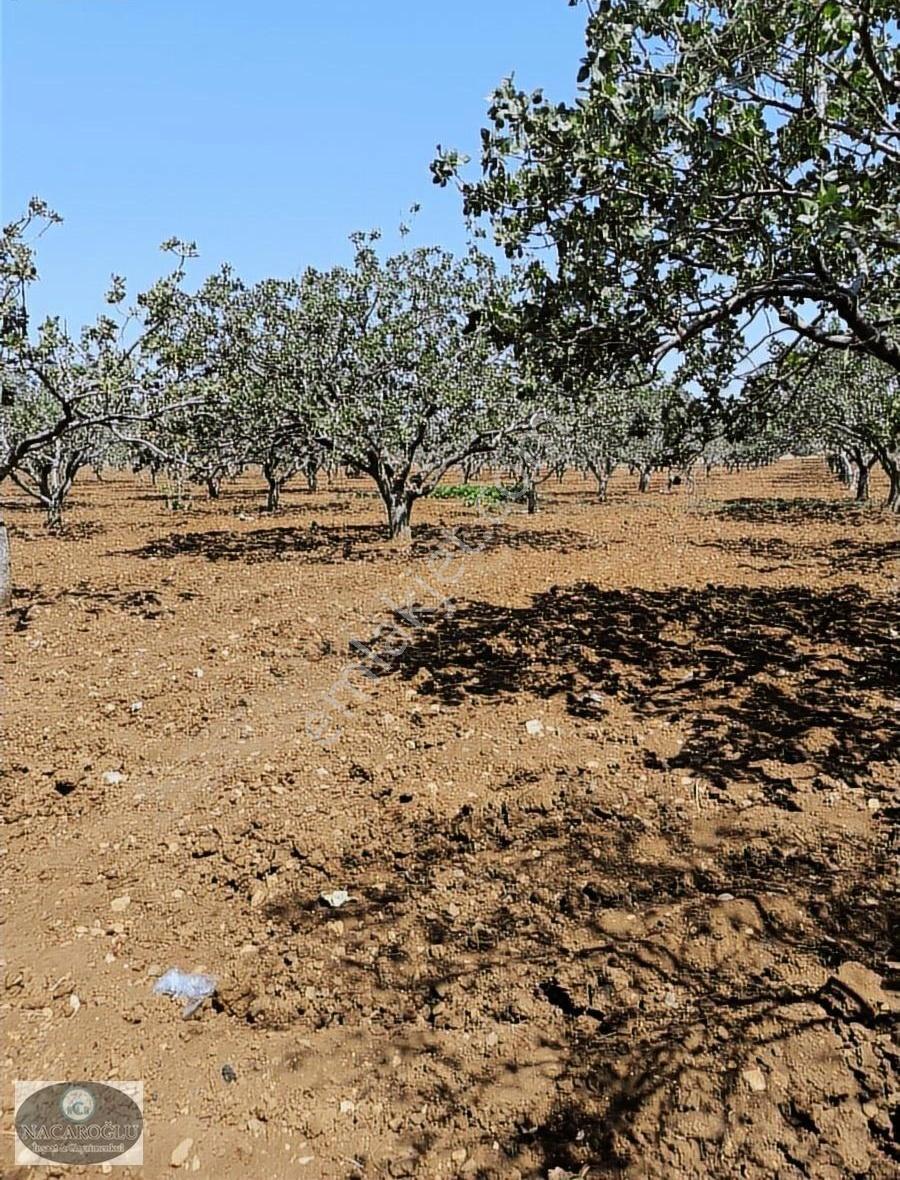 Ncr'den Kilis Gümrük Yolu Üzerinde 200 Adet 45 Yaşında Fıstıklık - Görsel 4