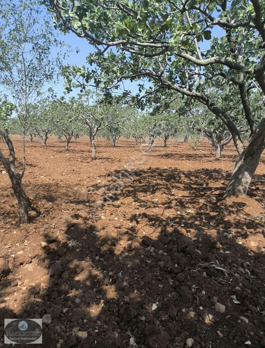 Ncr'den Kilis Gümrük Yolu Üzerinde 200 Adet 45 Yaşında Fıstıklık