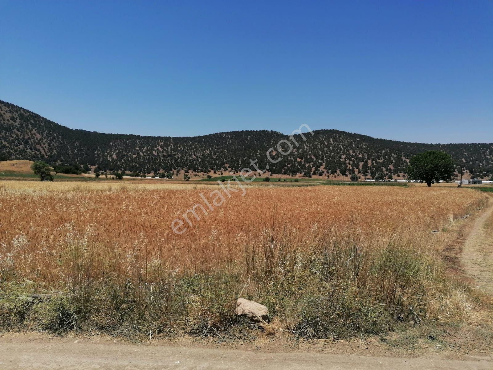 Muğla Seydikemer Doğanlar Mahallesinde Satılık Tarla - Görsel 20