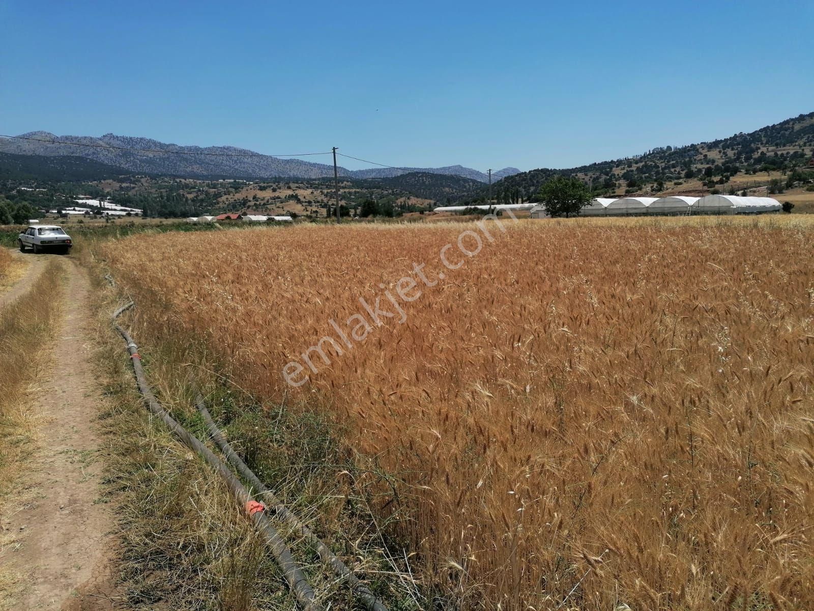 Muğla Seydikemer Doğanlar Mahallesinde Satılık Tarla - Görsel 13