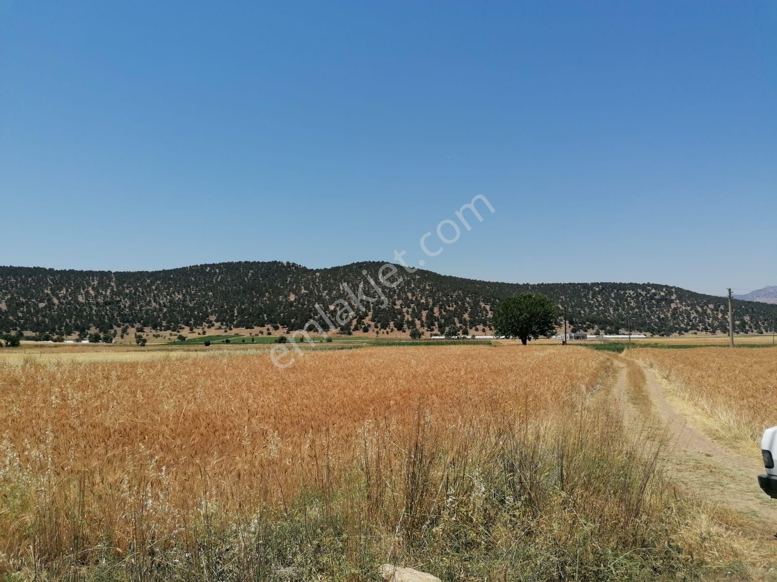 Muğla Seydikemer Doğanlar Mahallesinde Satılık Tarla - Görsel 2