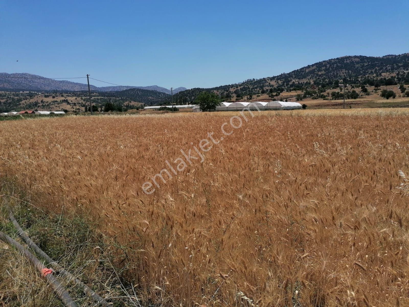 Muğla Seydikemer Doğanlar Mahallesinde Satılık Tarla - Görsel 27