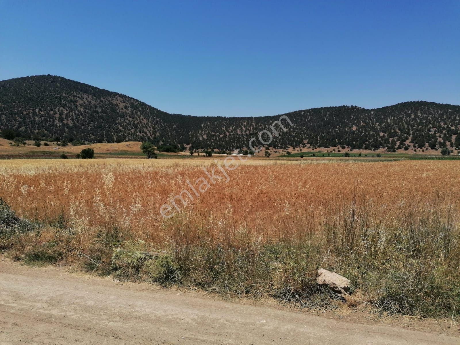 Muğla Seydikemer Doğanlar Mahallesinde Satılık Tarla - Görsel 19