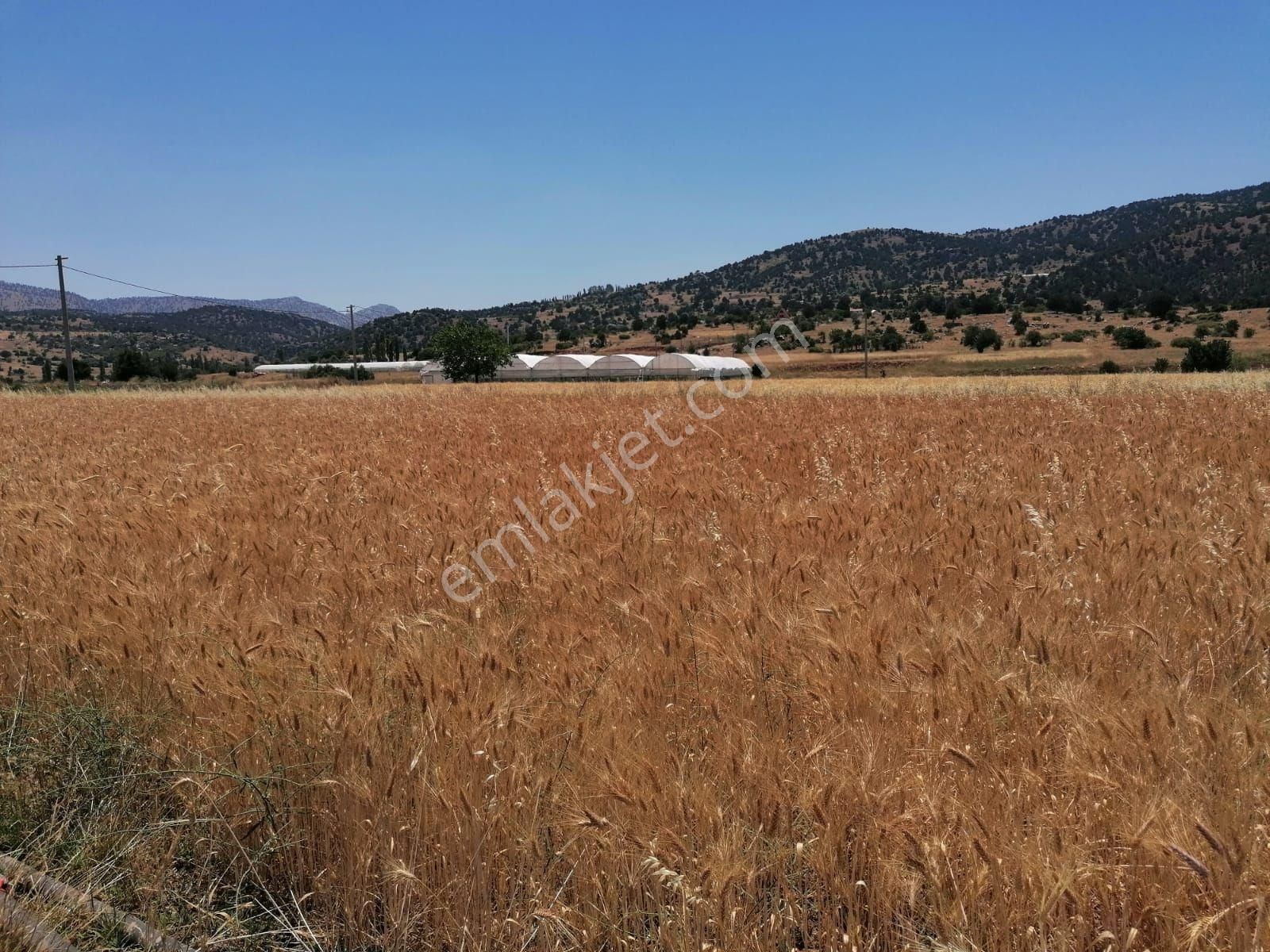 Muğla Seydikemer Doğanlar Mahallesinde Satılık Tarla - Görsel 11